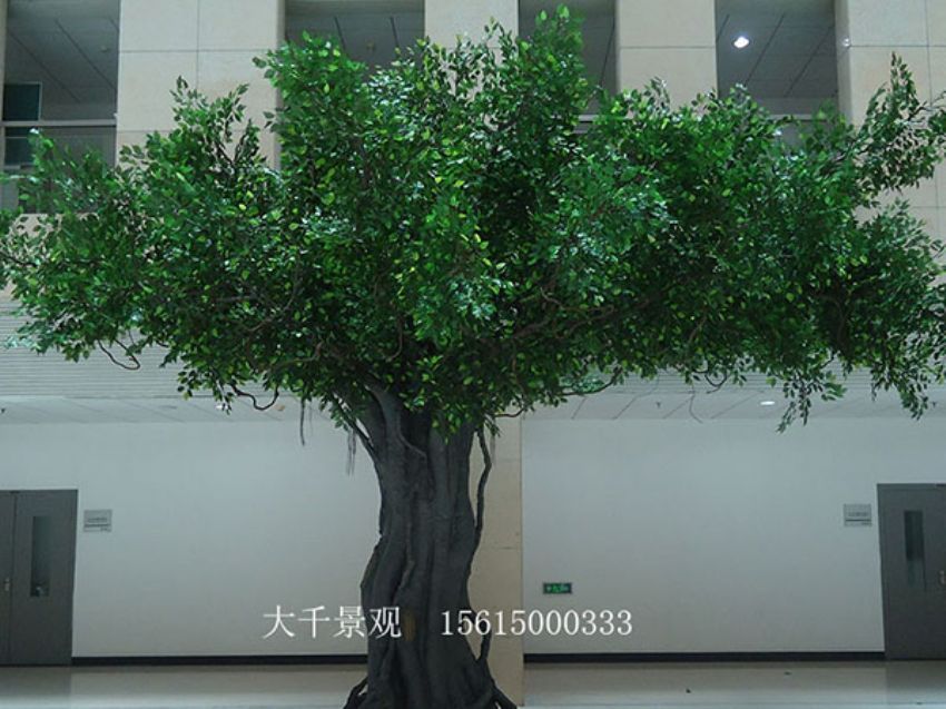 點(diǎn)擊查看詳細(xì)信息<br>標(biāo)題：室內(nèi)榕樹 閱讀次數(shù)：1583